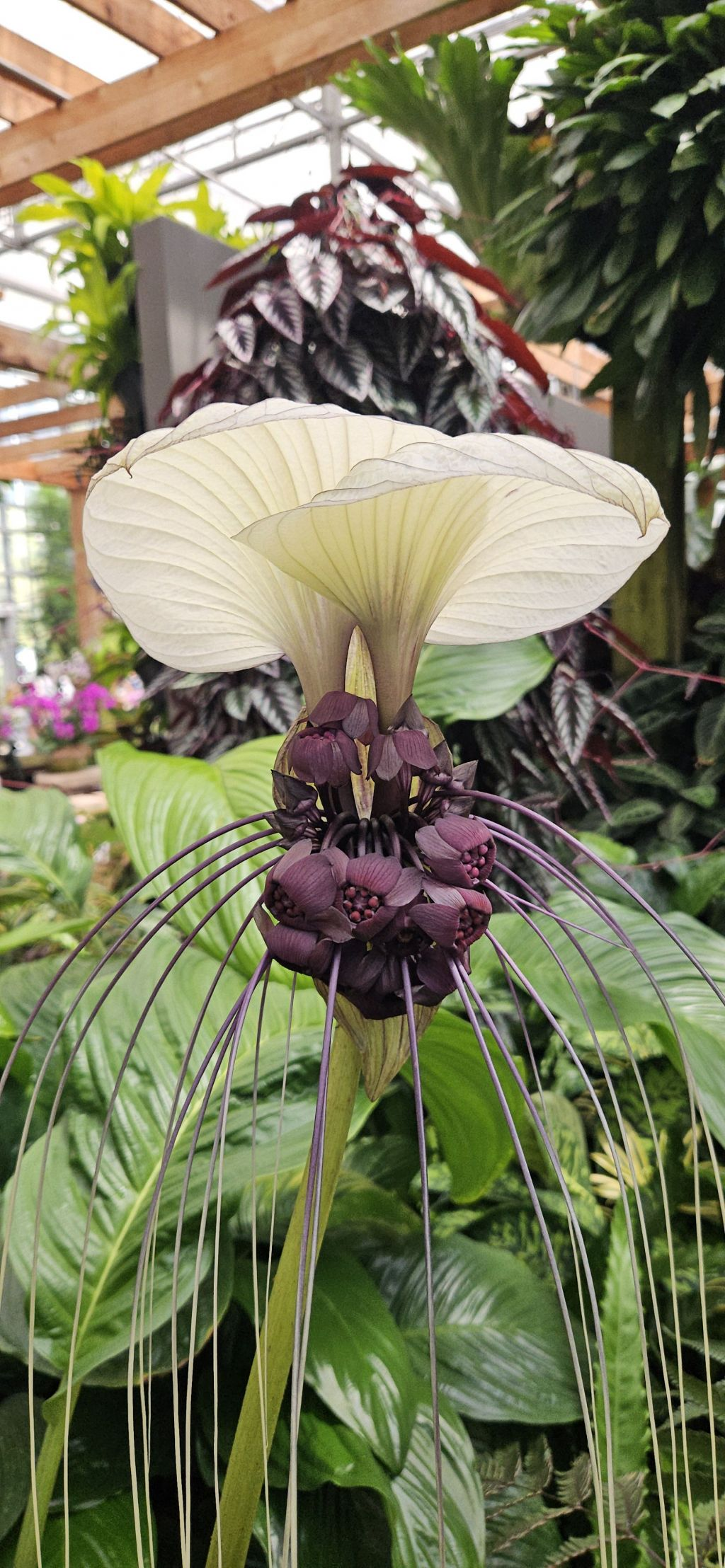 A cluster of purple-black flowers with softer purple whiskers trailing from them. Above the cluster are two large white bracts (I think?) almost like umbrellas sheltering the flowers.
