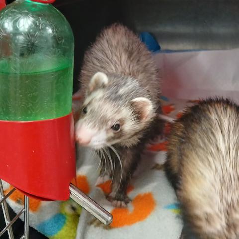 Marble the ferret,arbled in color.