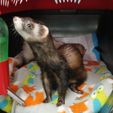 Jet the dark sable ferret