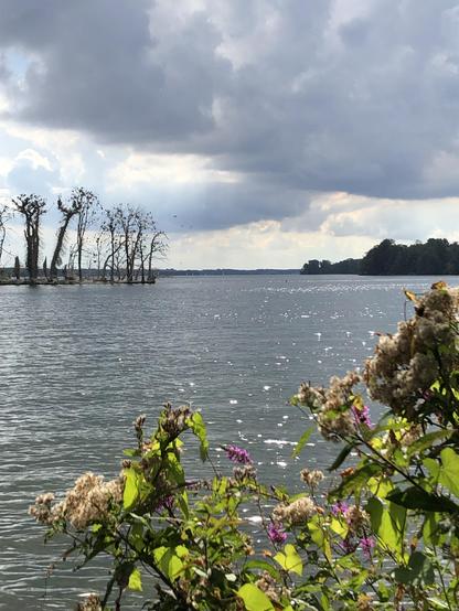 Blüten im Vordergrund am Ufer, schimmernder See und mittig eine Baumgruppe, ohne Blattwerk, wie Gerippe. Eine dunkle Wolke hängt am Himmel.