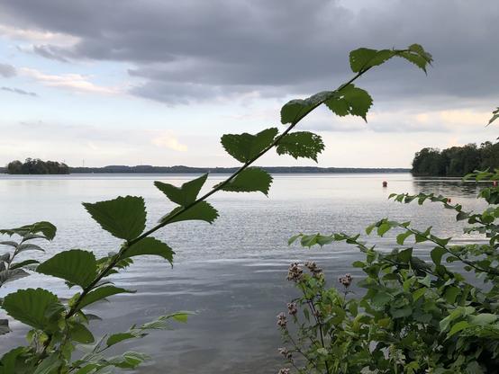 Ein Zweig mit großen runden, löchrigen Blättern verläuft quer von links über das Bild. Weitere Zweige rechts. Kalt blaues Licht mit dunkler Wolke. Leicht krauses Wasser, eine Kugelboje liegt rechts  obenauf vor dem mit Bäumen bewachsenen Ufer.