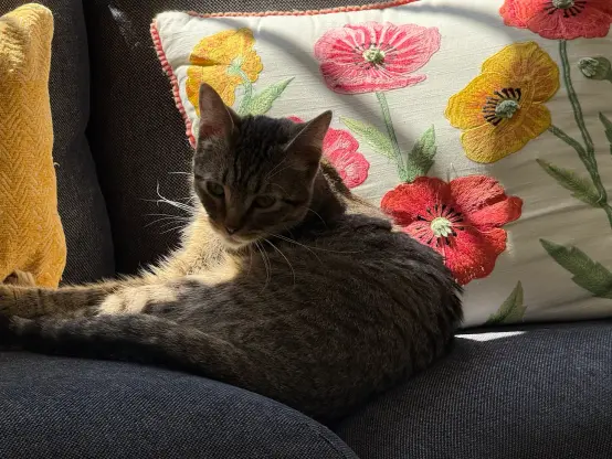 A gray tabby cat curled up and looking at the viewr.
