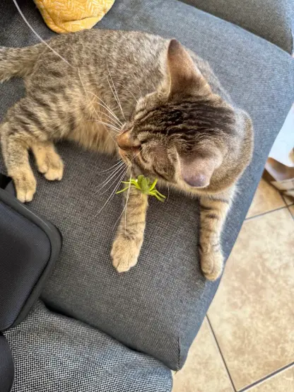 The same cat as previous, nibbling on a jellyfish plush on a hook and pole.