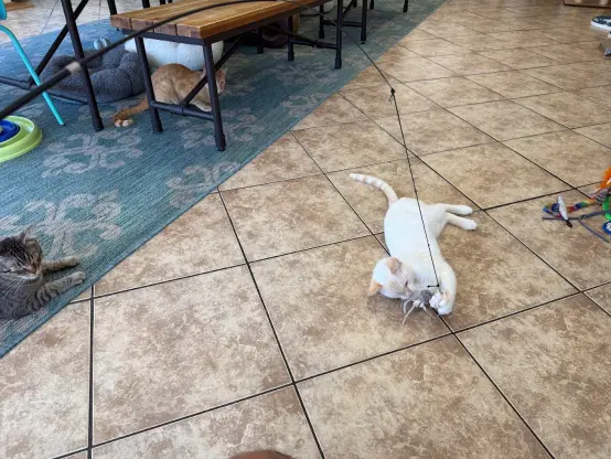 The aforementioned cat, an orange tabby cat, and a white tabby cat on the floor of the cat cafe, some distance from one another. The white cat in particular is nibbilng on the jellyfish toy I'm using to play with the cats.