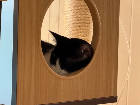 A black and white tuxeco cat sleeping in a cubby on a cat tree.