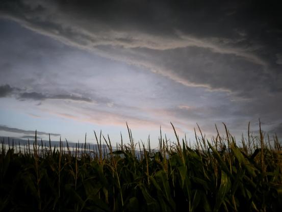 photo shows rows of corn in the foreground, pale pastel blue morning sky above& behind the corn, clouds stretching in from overhead, coloureds in soft tones of grey, pink and violet