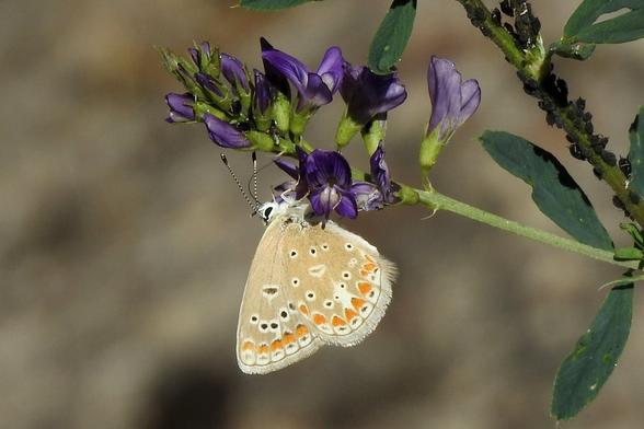 Plano corto de una mariposa libando en una inflorescencia de flores de color morado (alfalfa). La mariposa aparece en la imagen con las alas colgando, mientras se ve su larga y fina lengua de color negro metida dentro de una de las pequeñas flores bajo las que está posada. Sus ojos son completamente negros, y su cabeza blanca y peluda. Las antenas presentan un patrón de franjas blancas y negras alternativas, finalizando en un abultamiento negro con la punta blanca.

Sus alas son de color canela, con varios puntos oscuros en forma de arco y círculo en el centro, mientras que en los bordes se aprecian manchas anaranjadas rematadas con otras manchas blancas, que presentan una pequeña tira negra en el centro. En el borde de las alas se aprecian pelitos muy pequeños. 

En una rama cercana en segundo plano, se distingue un montón de pulgones de color oscuro que está distribuidos a lo largo de toda ella. El fondo es borroso y de color marrón claro.