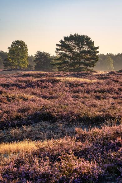 Blühende Heidefläche unterbrochen durch graslandschaft.im Hintergrund einige Tannen und Birken. Im Hintergrund der Sonnenaufgang Himmel