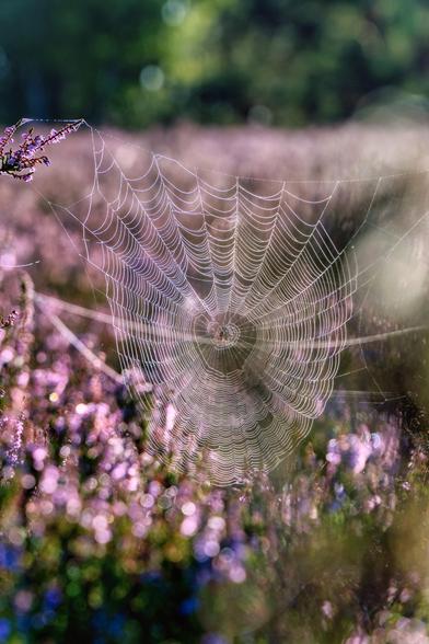 Spinnenwebe. In der Mitte eine Spinne. Die spinnenwebe hängt zwischen Heidekraut Pflanzen