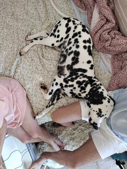 Dalmatiner Willi liegt auf dem Schoß vom Scheff.