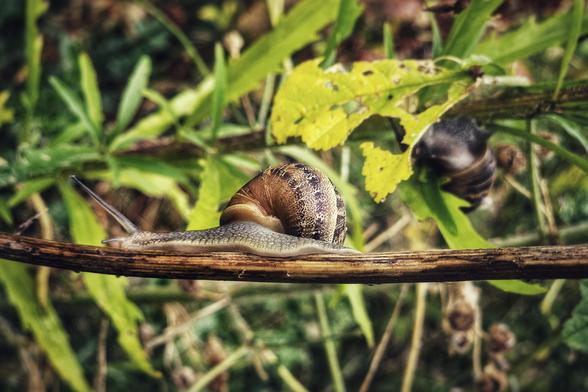A close-up, horizontal macro photograph of a common garden snail with a brown patterned shell, slowly crawling along a thin brown twig. The snail is in sharp focus, with its stalk-like eyestalks extended. The background is a soft blur of green leaves and brown stalks, with a second out-of-focus snail visible in the upper right.