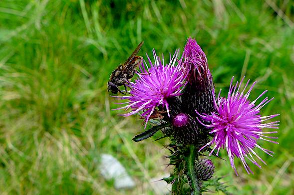 The brown hairy insect is sitting on a purple thistle. The background is a blurred green meadow.