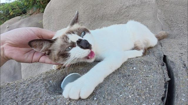黒い鼻のシャム猫ちゃんがロッククライミングに挑戦！？