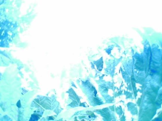 Diffuse blue plant structures ... Hints of leaves ...