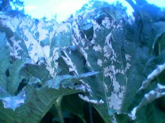 Diffuse blue plant structures ... Hints of leaves ... Perhaps open sky above
