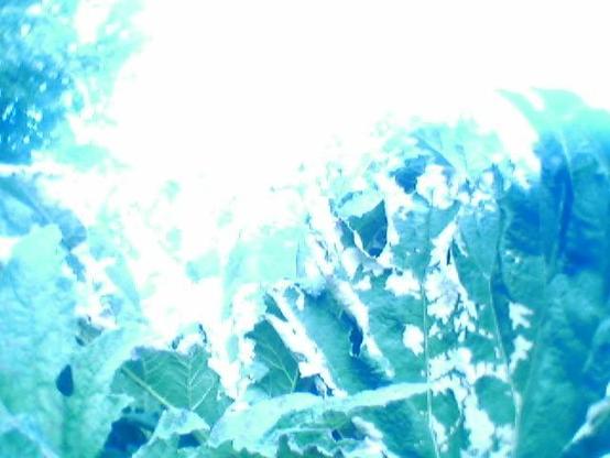 Diffuse blue plant structures ... Hints of leaves ...