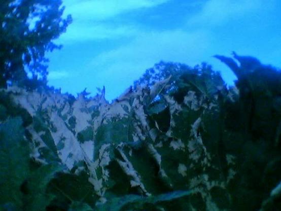 Diffuse blue plant structures ... Trees ... Sky ...