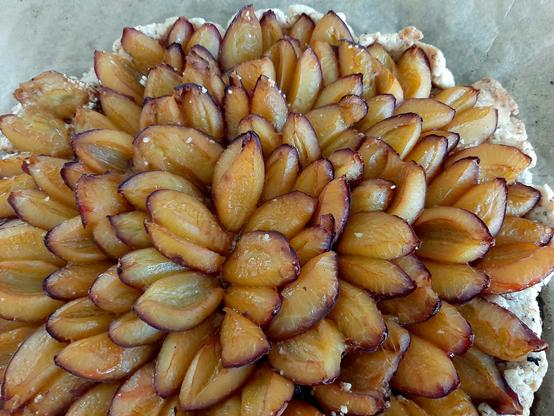 Ein Mürbeteigboden mit richtig viel Zwetschgen drauf. Alles schon gebacken.