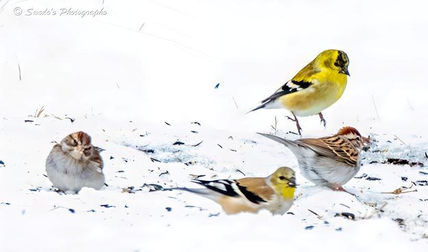 "Four small birds animate a field of fresh snow, each one a punctuation mark in a quiet winter sentence. The snow is smooth and pale, like a blank canvas awaiting the brush of motion.

Two of the birds are American Goldfinches, their plumage a vivid yellow that seems almost defiant against the cold. One goldfinch is mid-air, suspended just above the surface, wings tucked and body angled downward in a gentle descent. It’s not diving, not startled—just arriving, as if dropped from a quiet sky. The moment is brief but ceremonial, like a note falling into place in a silent melody.

The second goldfinch is grounded, head lowered, pecking at the snow with quiet intent. Its black-and-white wing markings form a sharp contrast against the white, like ink on paper.

Nearby, two chipping sparrows offer a softer palette—brown, gray, and a touch of rust. One stands still, its posture contemplative, while the other lifts a foot mid-step, caught between motion and pause. Their presence feels less dramatic than the goldfinches’, but no less deliberate.

The birds are spaced apart, each claiming its own small radius of stillness. There’s no background—no trees, no horizon—just the snow and the birds, suspended in a moment that feels both fleeting and composed." - Copilot