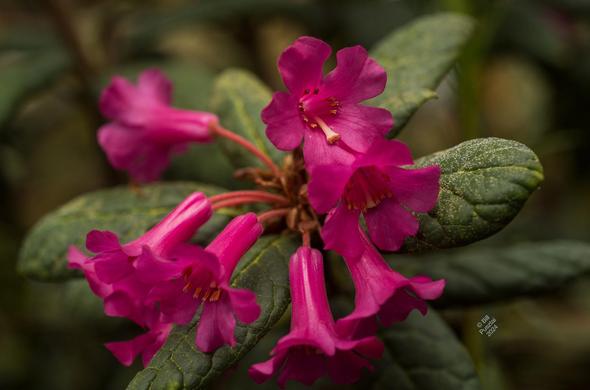 A cluster of tubular magenta flowers on a rosette of leaves dusted with pollen. Leafy green backgournd.
