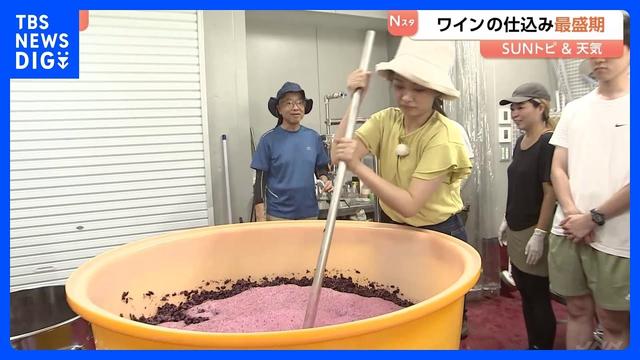 「おいしいワインができると思います」ワインの仕込み最盛期　今年は雨が少なくしっかり熟したブドウに【SUNトピ】｜TBS NEWS DIG