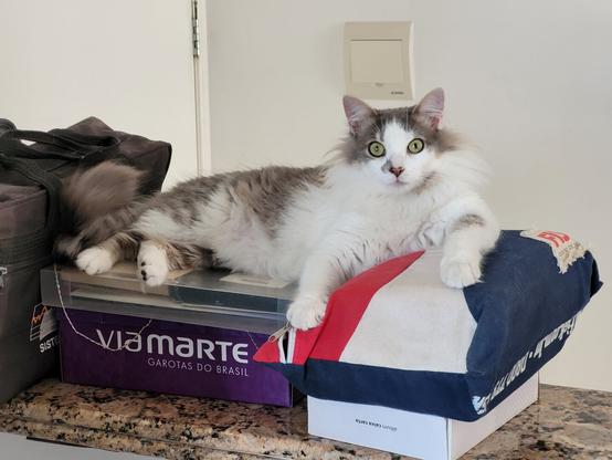 A grey and white cat lying on some boxes and other stuff looking directly at the camera.