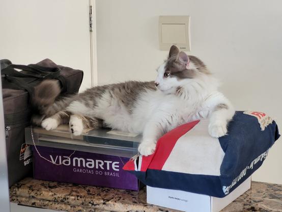 A grey and white cat lying on some boxes and other stuff looking to a side.