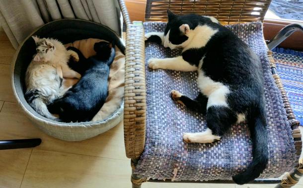Two kittens, one white and one black, lying on a round cushion pet bed on the floor while a bigger, black and white tuxedo cat sleeps sideways on a rug put on the seat of a chair.