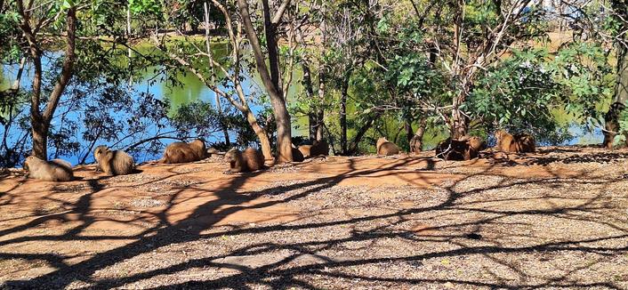 Um grupo de capivaras tomando sol, sob algumas árvores, à beira de um lago.