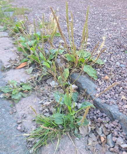 Straßenrand mit Plasterritzenvegetation.