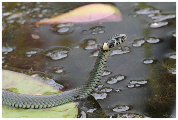 Ringelnatter mit aufgerichtetem Kopf im Teich