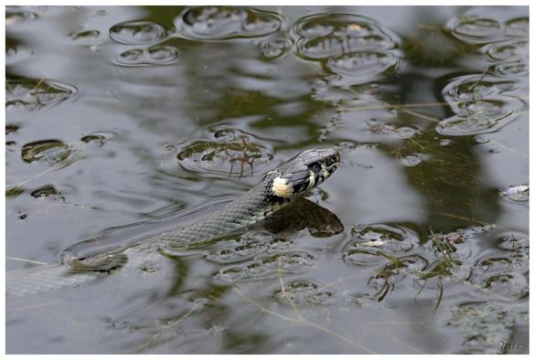 Ringelnatter im Teich