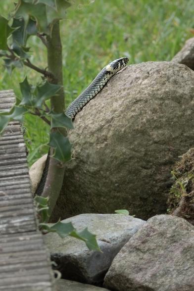 Ringelnatter auf einem Stein