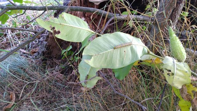 Two monarch caterpillars chomping on two different milkweed leaves on a plant next to a rotted tree stump.
