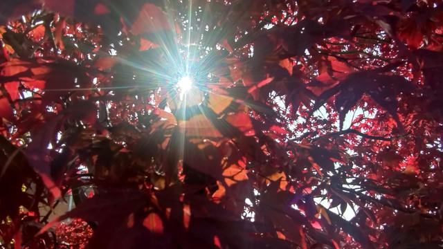 Foto del sole in contrasto che attraversa fogliame