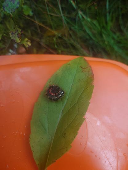 Larvae of Acronicta rumicis, rolled up on a green leaf on top of a lunch box, forest floor in the background. The larvae is black with a white and red dots down the body