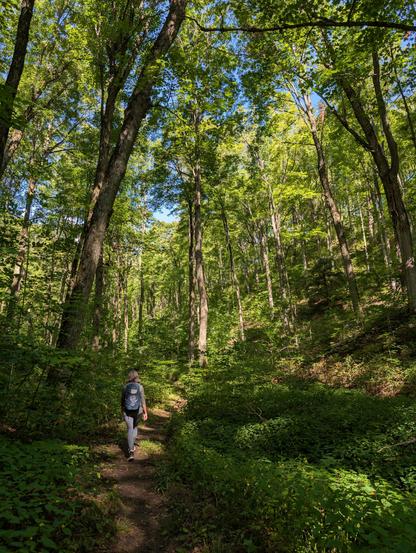 Woman walking away up a forest trail, canopy high overhead. Lush green leaves and forest ground cover. Blue sky in evidence above the canopy.