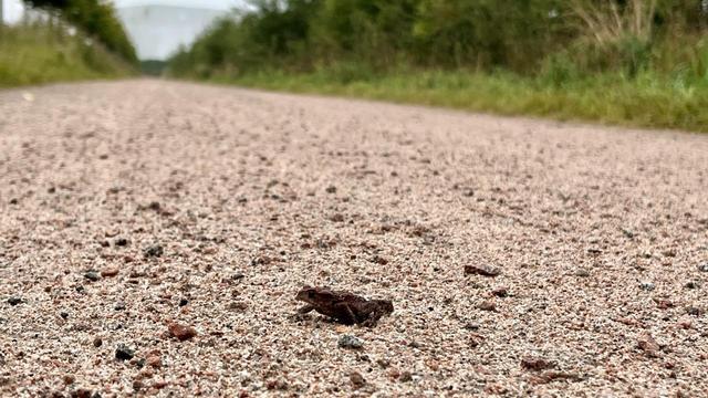 Kröte auf einem Weg, der im Hintergrund schnurgerade verläuft