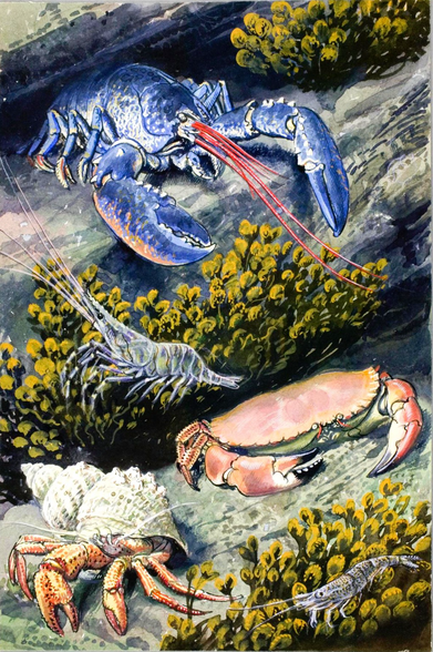“In muted tones of blue, grey, orange, green and brown at seem wholly appropriate to the cold British tidal saters, a lobster, prawn, shrimp and two crabs rest peacefully on parallel bands of seaweed and rock. Such close conjunction would seem almost impossible in the wild, but here the famed wildlife artist Charles Praderick Tunnicliffe (1901-1979) presents marine animals native to the waters around his home on the sand of Anglesey in Wales as though helpfully atranged on a set of supermarket shelves, enlivened by a diagonal tilt from right to left.” (from the book Ocean: Exploring the Marine World)