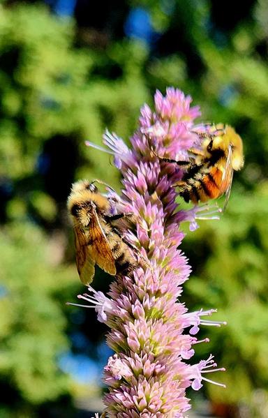 2 bees sit on a mauve,  lavender-like flower head. On the left is the larger one of the 2, all yellow and brown stripes, with quite a long abdomen. On the right is a slightly smaller bee, with yellow thorax, with a broad rusty brown band across the abdomen, surrounded by yellow, and with a black tip.