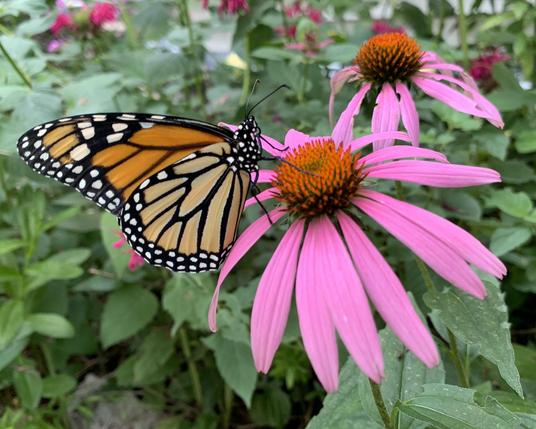 Photo of a monarch butterfly standing on a purple echinacea flower in a garden