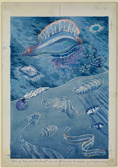 1. The 'Portuguese man-of-war', Physalia physalis. 2. The fish Nomeus gronovii, which associates with Physalia, seen against the long trailing tentacles of the latter. 3. Velella velella or 'Jack sail-by-the wind'. 4. Porpita sp. (umbella?) 5. The pelagic sea-slug Glaucus atlanticus. 6. The snail lanthina janthina with its bubble float. 7. The salp Salpa fusiformis. 8. The ctenophore Deiopea. 9. The siphonophore Hippopodius hippopus. 10. The pelagic tunicate Doliolum. 11. 'Venus's girdle', the ctenophore Cestus veneris. 12. The amphipod Brachyscelus rapax. Sheet: 381 x 265 mm