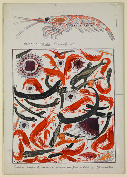 “Depicting a ‘typical sample of deep-sea pelagic life from a depth of 1,000 metres,’ the painting contains an assemblage of zooplankton, including amphipods, copepods, shrimps, jellyfish and small fish, many in larval stage, and gives an impression of the richness of this floating planktonic ‘soup'. In pride of place at the top is a detailed depiction of Antarctic krill (Euphausia superba), a relative of shrimps that swarms in huge numbers and on which many other animals feed, including baleen whales.” Sheet: 380 x 268 mm