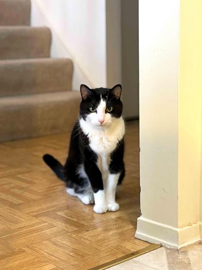 Rufus, my fuzzy black and white kitty, intently staring at me from the hallway.