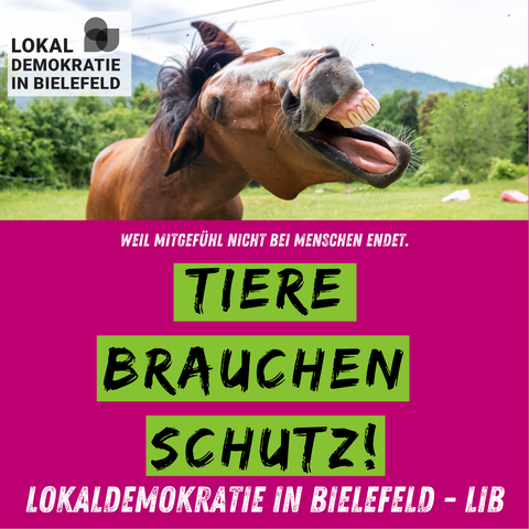 Tiere brauchen Schutz 🐾: betreute Taubenschläge, Böllerverbot, Tierschutzbildung & Unterstützung für Tierheime. Für ein Bielefeld, das Mitgefühl zeigt. 🔗 https://www.lokaldemokratie-in-bielefeld.de/
