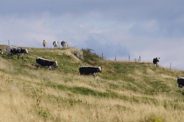 A hillside scene with several black-and-white cows grazing in tall grass, while a person wearing a yellow shirt walks in the background. The sky is partly cloudy.