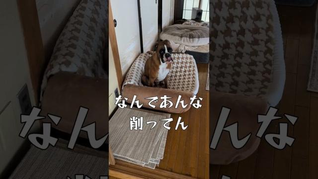 オフライン後編 #ボクサー犬 #犬のいる生活 #大型犬のいる生活 #コントチャンネル #ペット #破壊