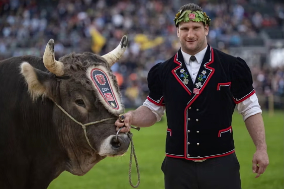 Der Schwingerkönig 2025 Armin Orlik in einer Trachten-Weste aus schwarzem Tuch mit roten Kanten, weissen Nähten und aufgenähten Edelweiss-Motiven. Auf dem Kopf trägt Orlik den Siegerkranz, in der rechten Hand hält er stolz den Sieger-Muni (Stier) am Führseil. Im Hintergrund sind unscharf die Zuschauer des grossen Festplatzes vom Eidgenössischen Schwingerfest zu sehen.