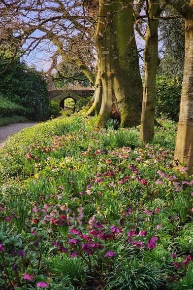 A sunlit garden path curves to the left, leading towards a small, stone arched bridge. The foreground is a lush tapestry of vibrant green foliage and a dense carpet of pink and purple hellebore flowers. To the right, the path is flanked by the thick, textured trunks of two large trees. The scene is bathed in the warm, golden light of late afternoon, creating a serene and tranquil atmosphere.
