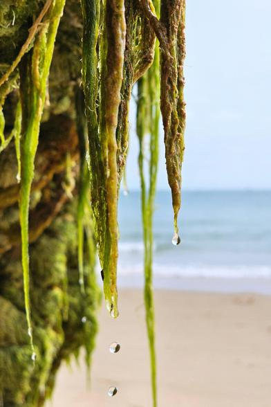 A close-up shot of vibrant green and brown algae hanging from a rock, with several clear water droplets dripping from its ends. In the blurred background, a calm beach scene is visible with gentle waves rolling onto the sand under a light-blue sky.